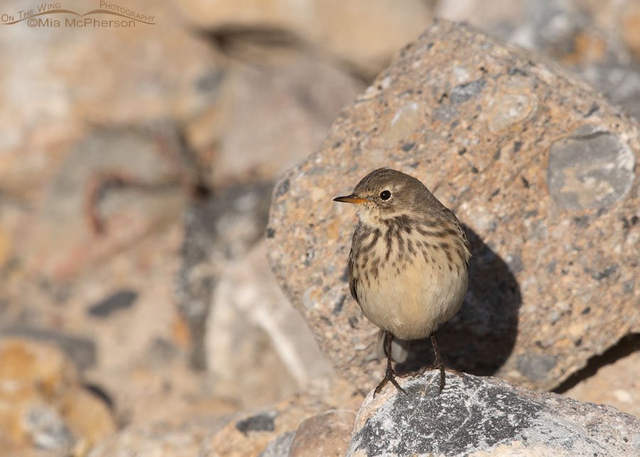 American Pipit perched on some rocks, Farmington Bay WMA, Davis County, Utah