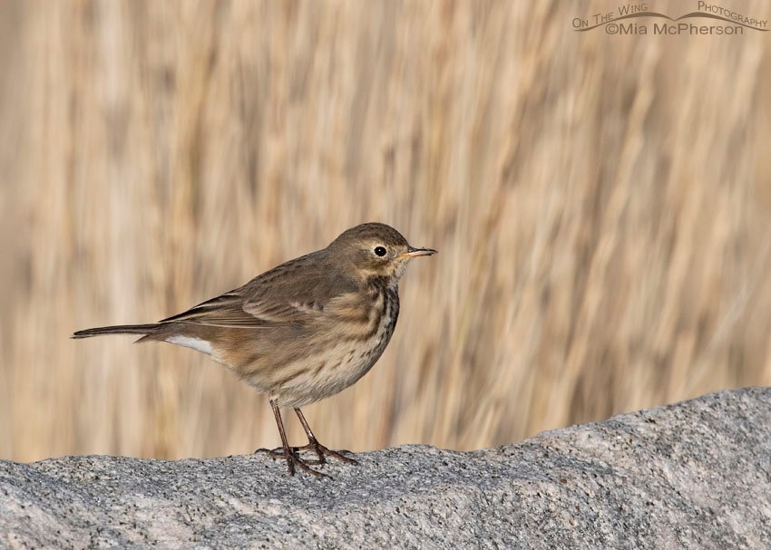 American Pipit in nonbreeding plumage at Farmington Bay WMA, Davis County, Utah
