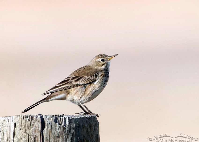 American Pipit in nonbreeding plumage, Farmington Bay WMA, Davis County, Utah