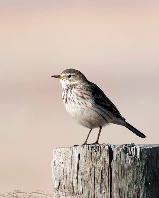 American Pipit in early morning light at Farmington Bay WMA, Davis County, Utah