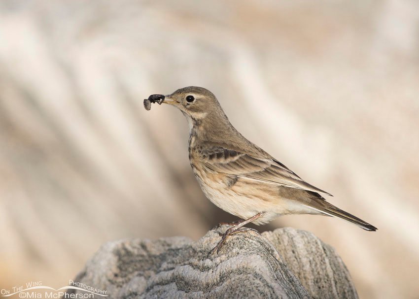 American Pipit with prey, Antelope Island State Park, Utah