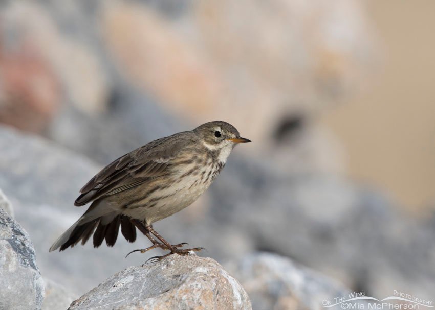 American Pipit stretching one wing, Farmington Bay WMA, Davis County, Utah