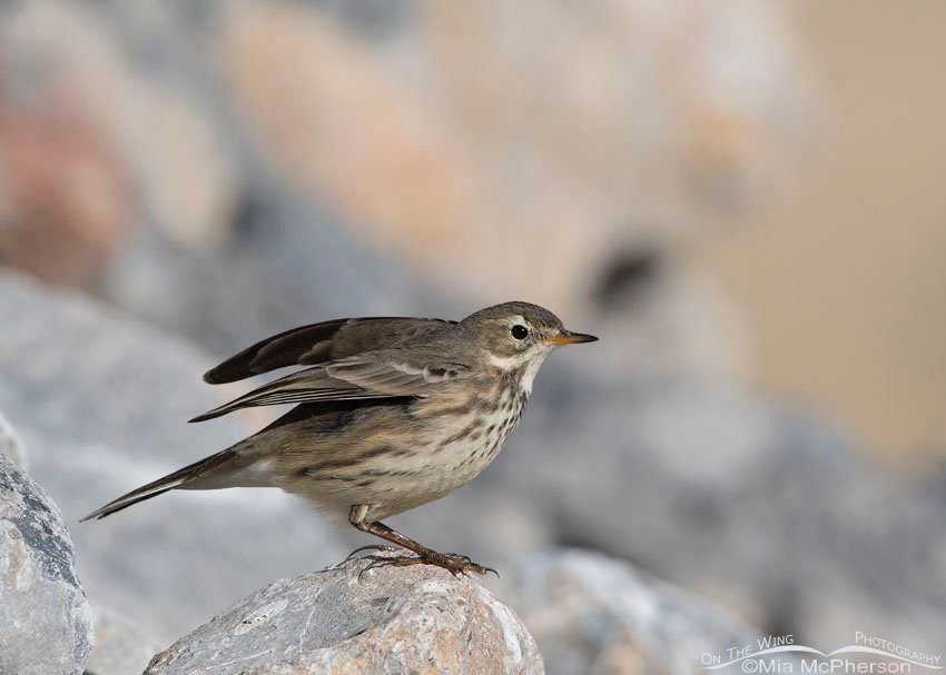American Pipit lifting both wings, Farmington Bay WMA, Davis County, Utah