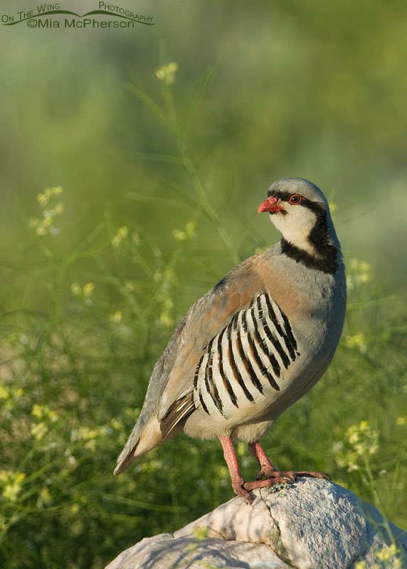 Adult Chukar in front of Black Mustard on Antelope Island State Park, Davis County, Utah