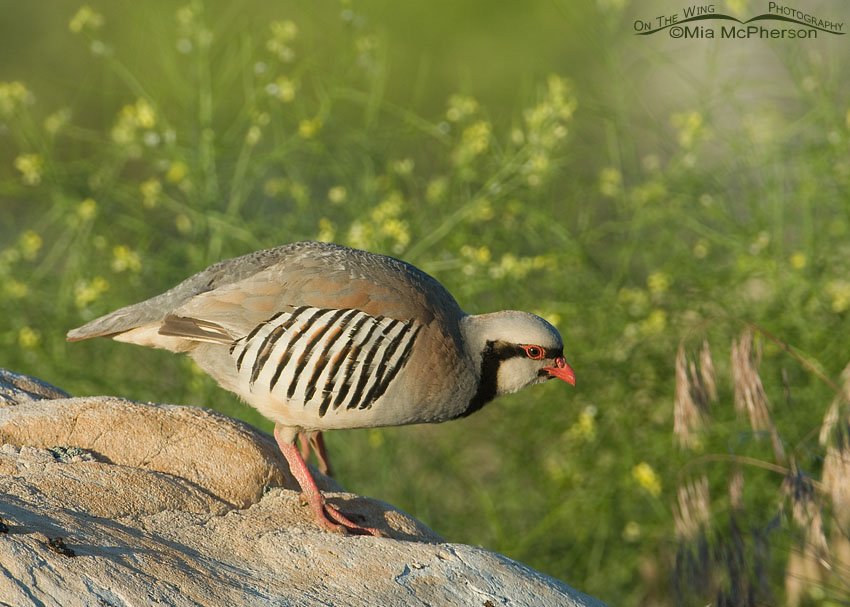 Chukar walking down a boulder with Black Mustard in the background, Antelope Island State Park, Davis County, Utah