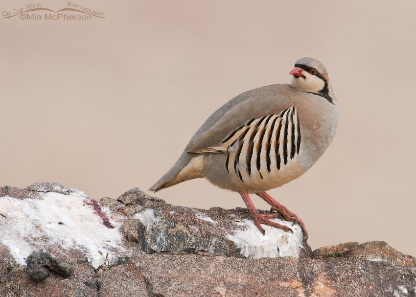 Adult Chukar on a rocky ledge near Frary Peak Trailhead, Antelope Island State Park, Utah