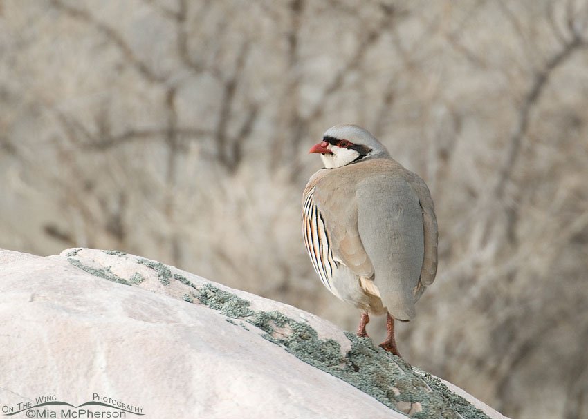 Chukar on a rock with lichen on it. Antelope Island State Park, Davis County, Utah