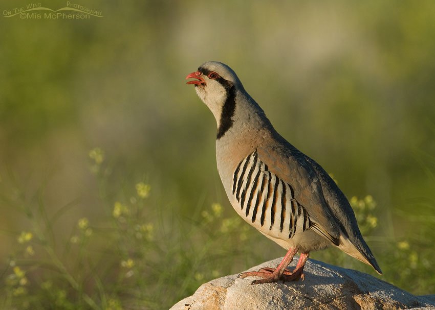 Chukar calling in Black Mustard on Antelope Island State Park, Davis County, Utah