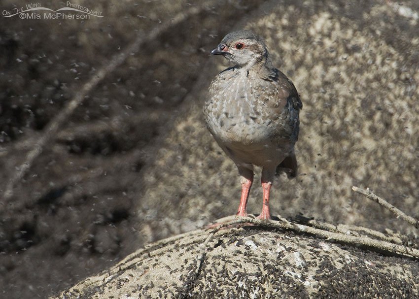 Chukar chick surrounded by Brine Flies near the Great Salt Lake, Antelope Island State Park, Davis County, Utah