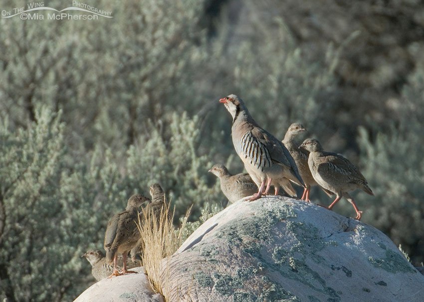 Adult Chukar with chicks on a boulder on Antelope Island State Park, Utah