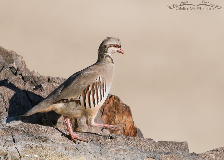 High stepping immature Chukar, Antelope Island State Park, Davis County, Utah