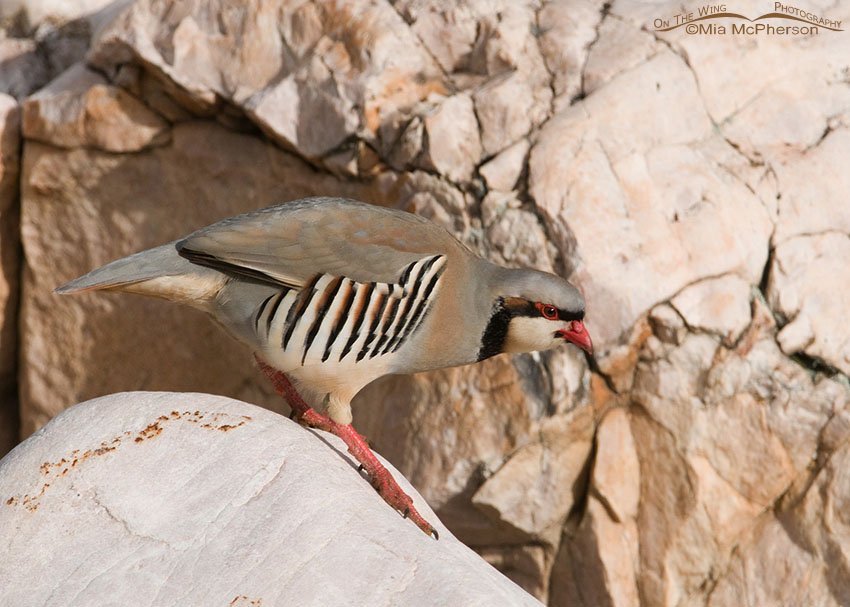 I call Chukars "Rock Hoppers". Antelope Island State Park, Davis County, Utah