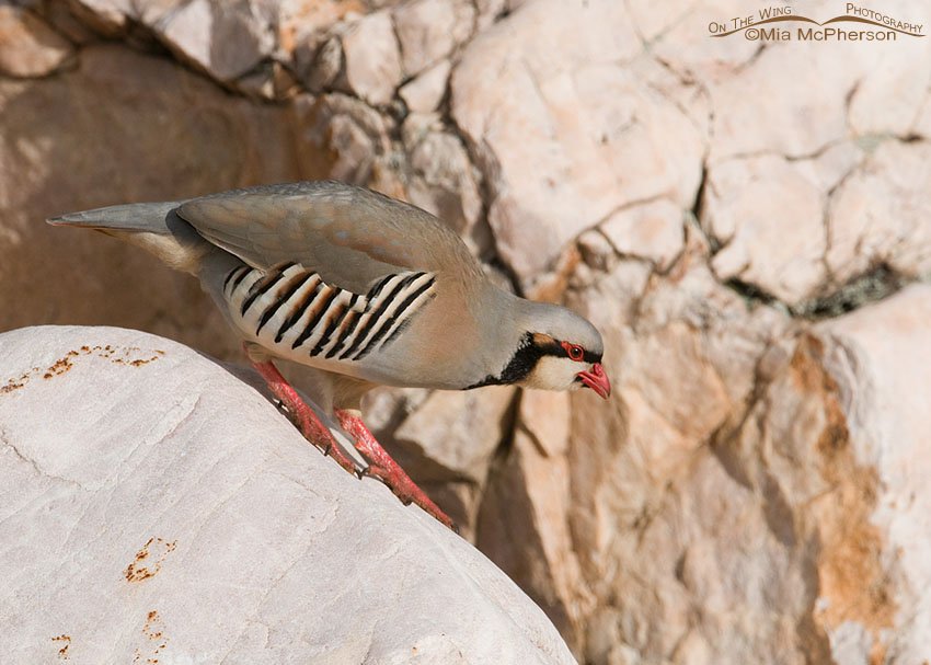 Chukar in rocky habitat, Antelope Island State Park, Davis County, Utah