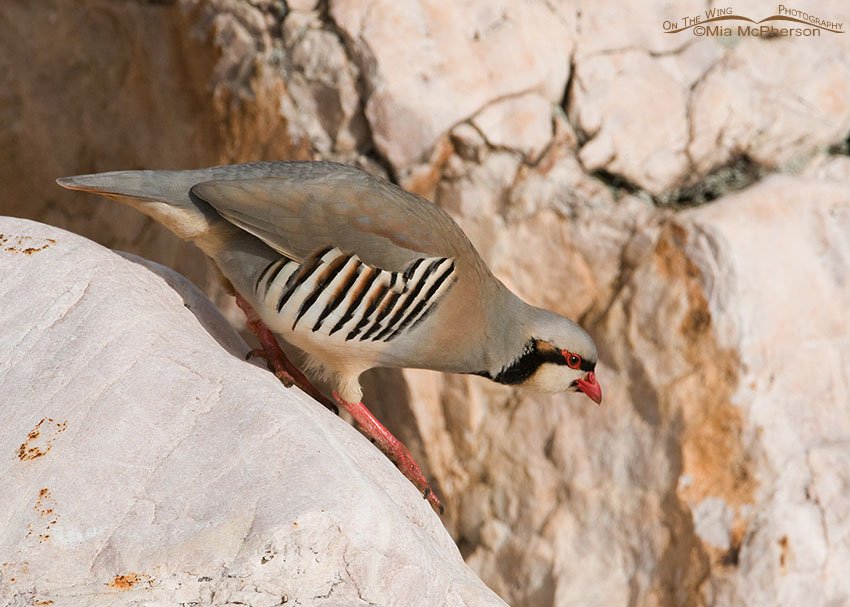 This Chukar looks sneaky walking down this rock on Antelope Island State Park, Utah