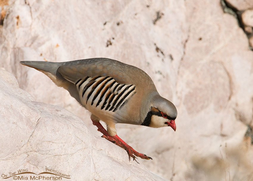 Chukar trying to sneak by while I photographed it walking down a rock, Antelope Island State Park, Davis County, Utah
