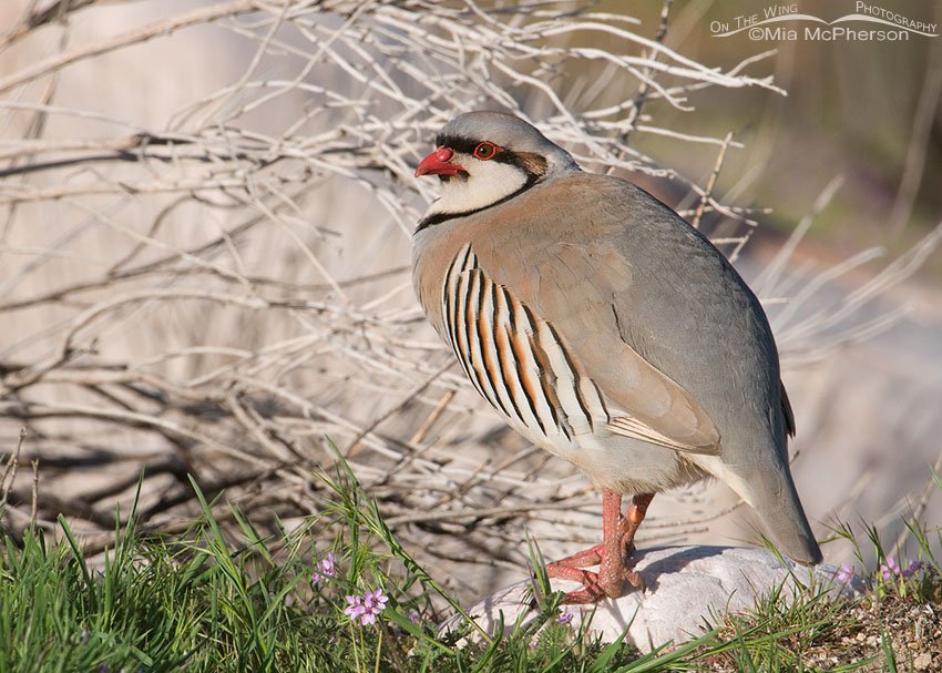 Chukar with tiny spring flowers, Antelope Island State Park, Davis County, Utah