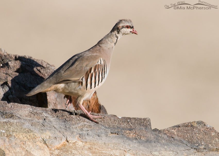 Immature Chukar on Farmington Complex rocks, Antelope Island State Park, Davis County, Utah