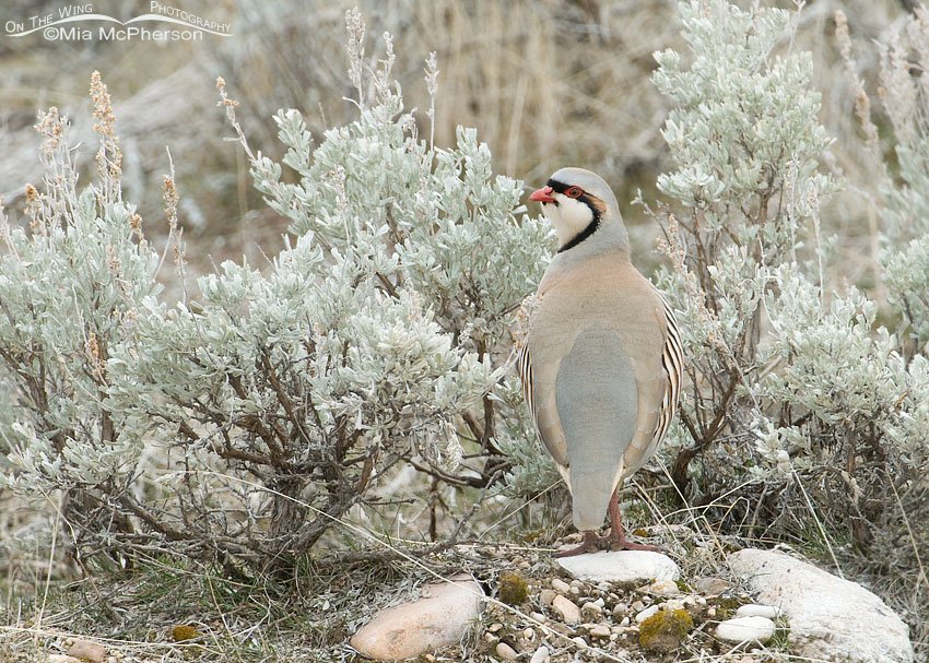 Chukar in sagebrush on a hillside on Antelope Island State Park, Utah