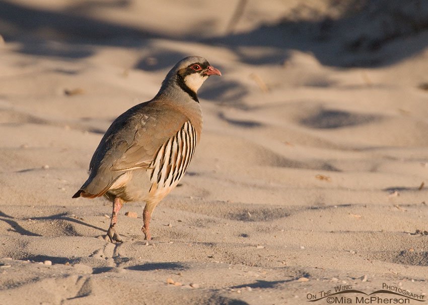 Chukar on an oolitic sand dune found on the north side of Antelope Island State Park, Davis County, Utah