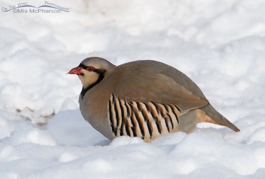 Chukar hunkered down in snow. Antelope Island State Park, Davis County, Utah