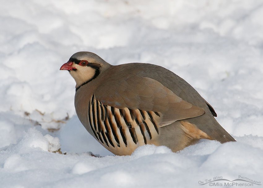 Plump Chukar in the snow, Antelope Island State Park, Davis County, Utah