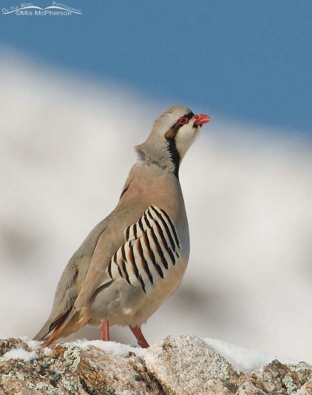 Chukar calling in the snow near the Frary Peak Trailhead on Antelope Island State Park in northern Utah