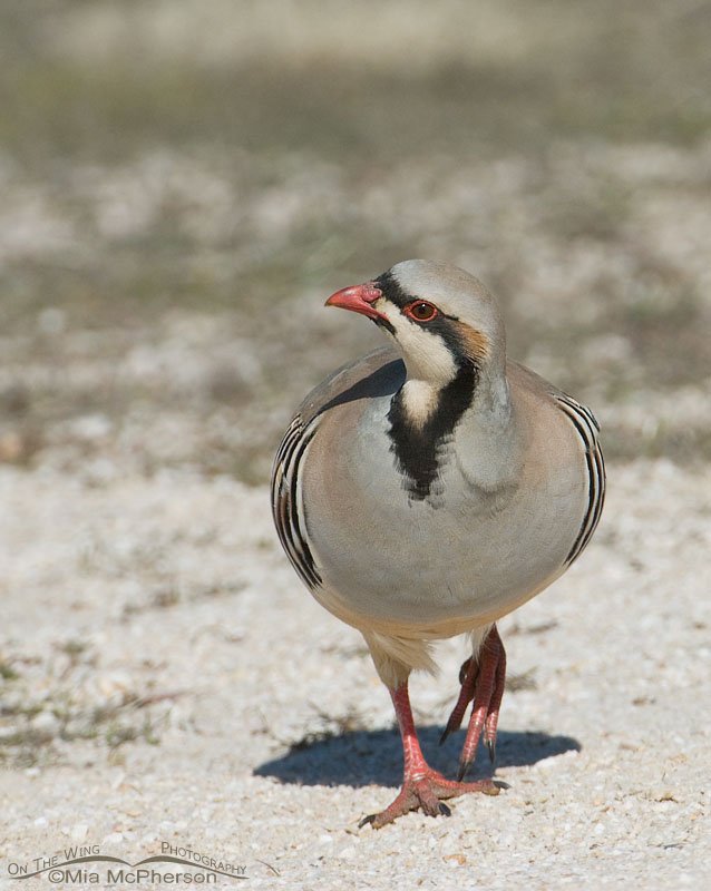 Chukar on gravel at the group campgrounds on Antelope Island State Park in early spring.