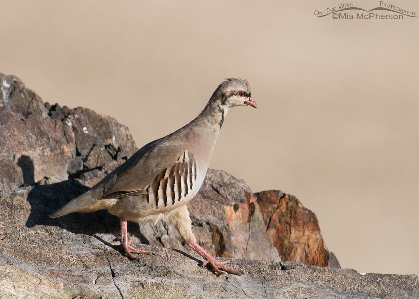 Young Chukar in a hurry, Antelope Island State Park, Davis County, Utah