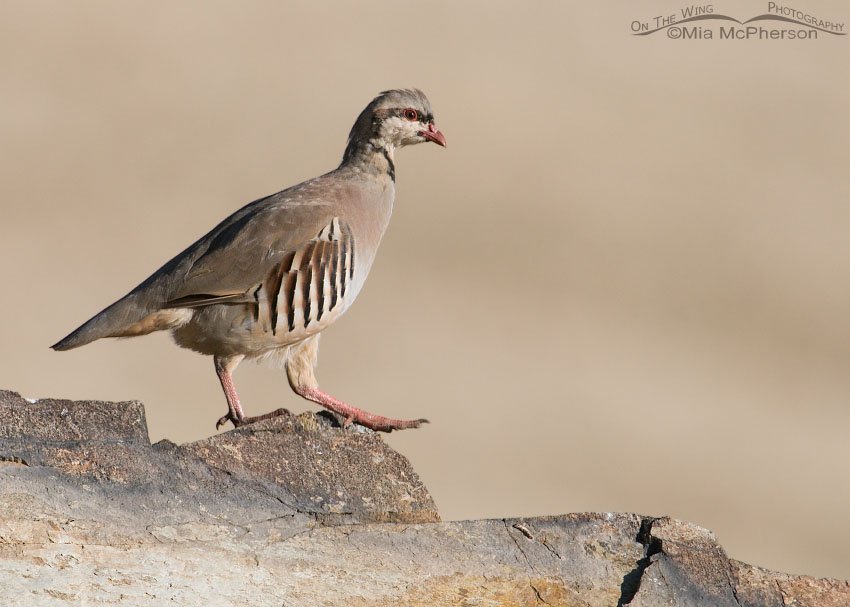 Young Chukar near Frary Peak Trailhead, Antelope Island State Park, Davis County, Utah