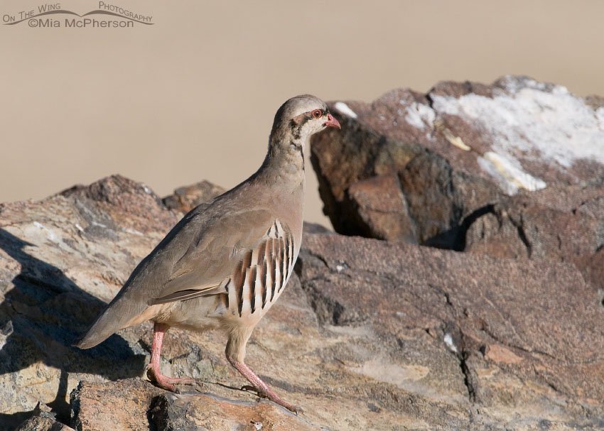 Young Chukar on rocks near the Frary Peak Trailhead, Antelope Island State Park, Davis County, Utah