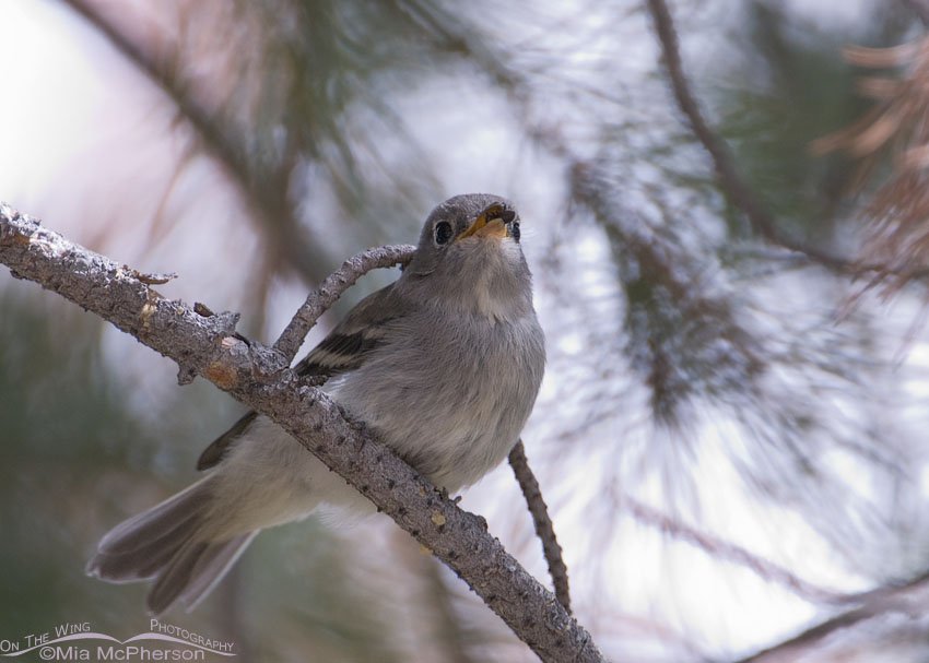 Juvenile flycatcher with pine beetle, Ashley National Forest, Summit County, Utah