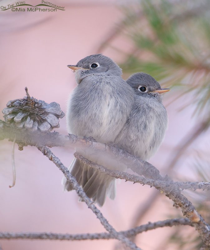 Juvenile flycatchers in Summit County, Utah, Ashley National Forest