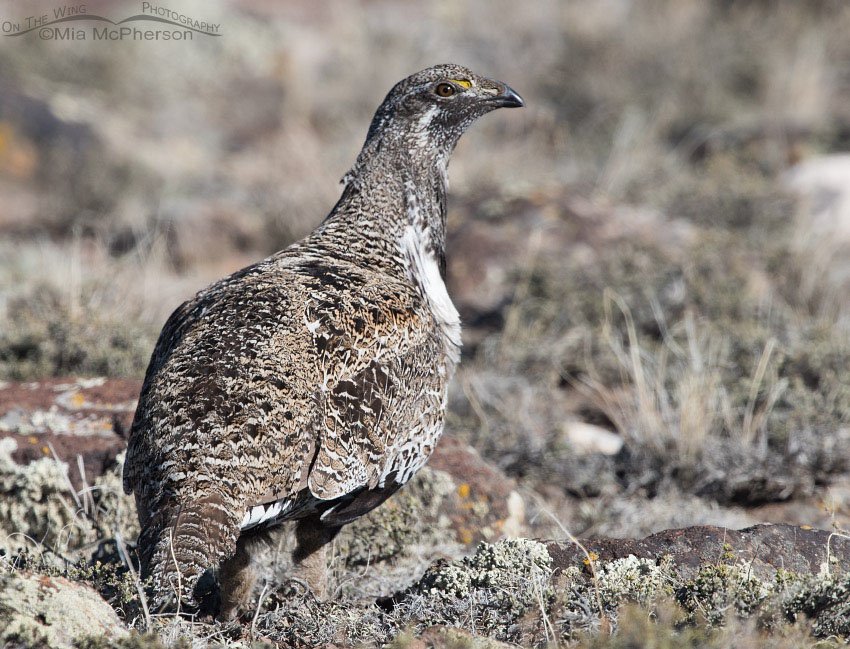 Greater Sage-Grouse on a high sagebrush steppe in Wayne County, Utah