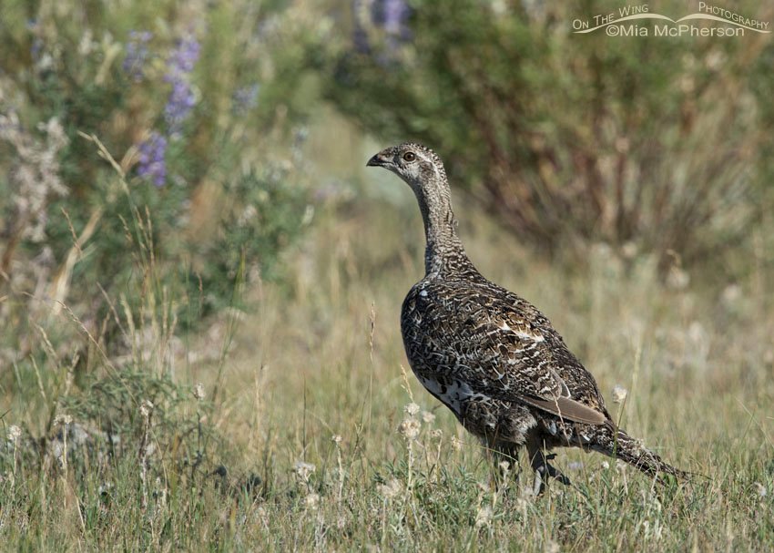 Greater Sage-Grouse among the lupine in Beaverhead County, Montana