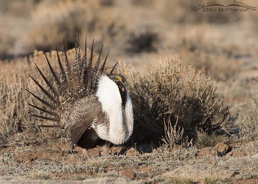 Greater Sage-Grouse male waiting for a chance to mate, Wayne County, Utah