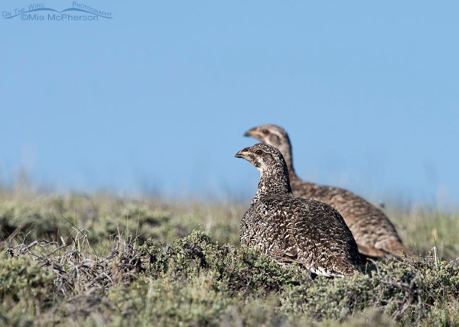 Two Greater Sage-Grouse foraging, Wayne County, Utah
