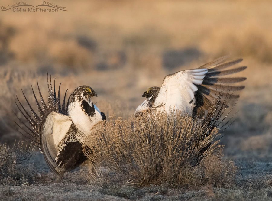 Two male Greater Sage-Grouse in a skirmish, Wayne County, Utah