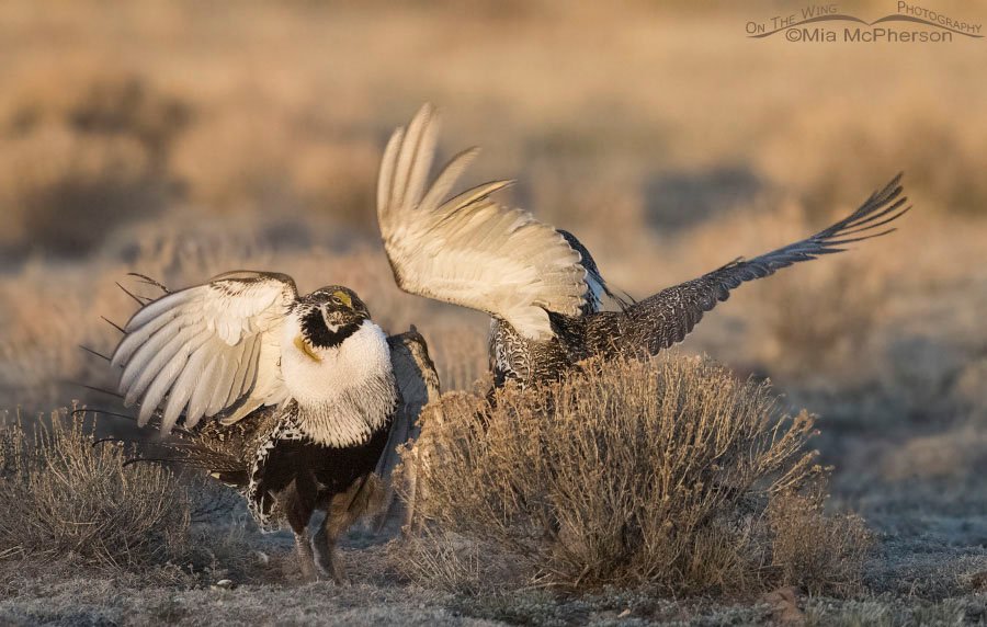 Greater Sage-Grouse with wings a flying as they fight on a lek. Wayne County, Utah