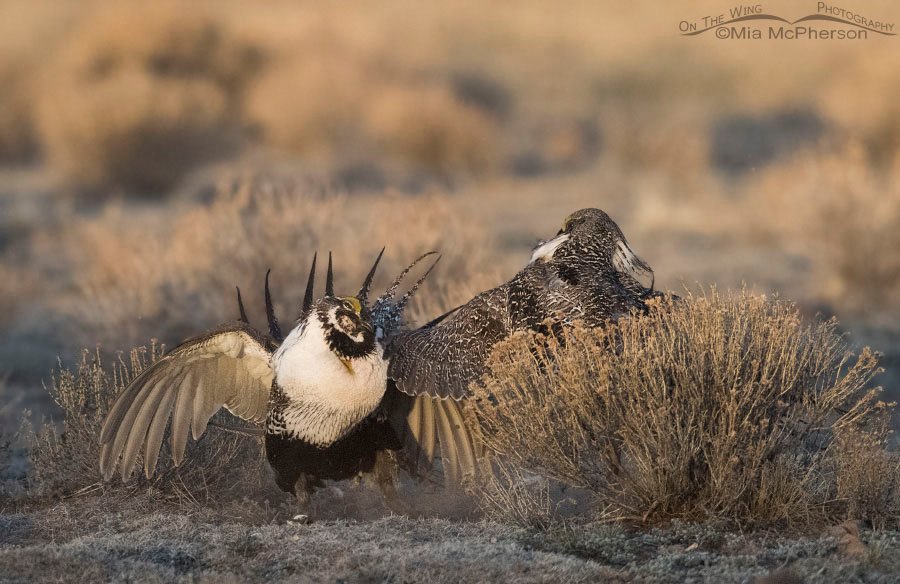 Two Greater Sage-Grouse males kicking up some dust on a lek, Wayne County, Utah