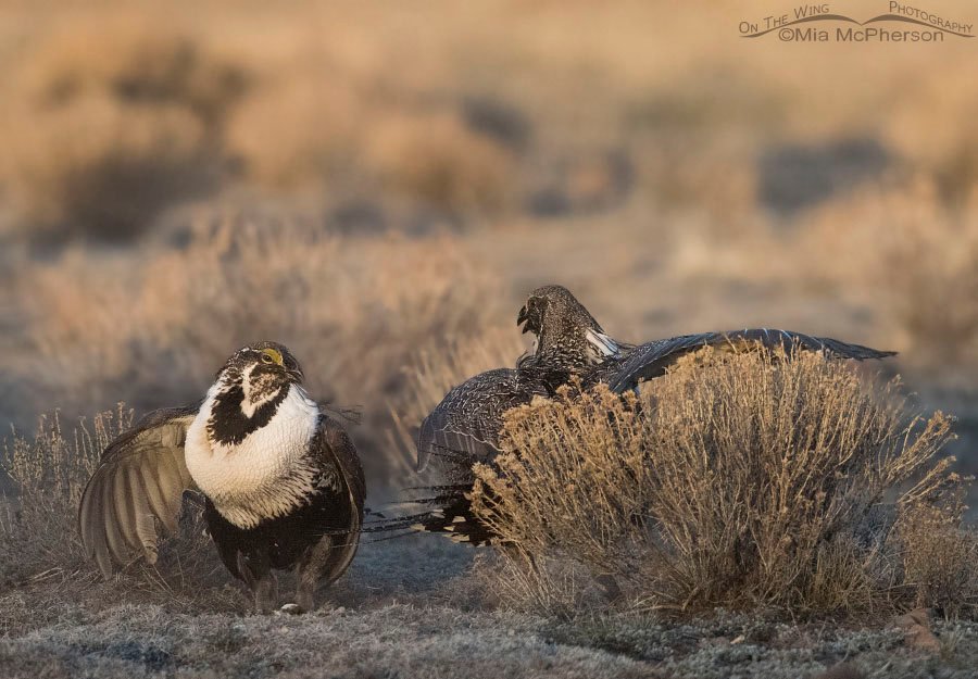 Male Greater Sage-Grouse fighting on a lek in early morning light. High on a sagebrush steppe in Utah