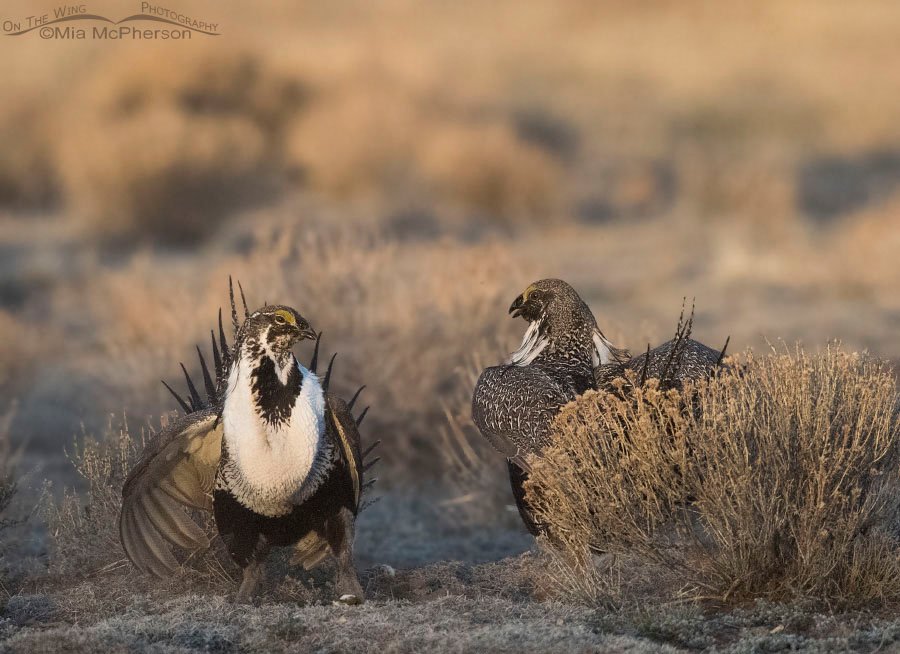 Greater Sage-Grouse males facing off at a lek in Wayne County, Utah