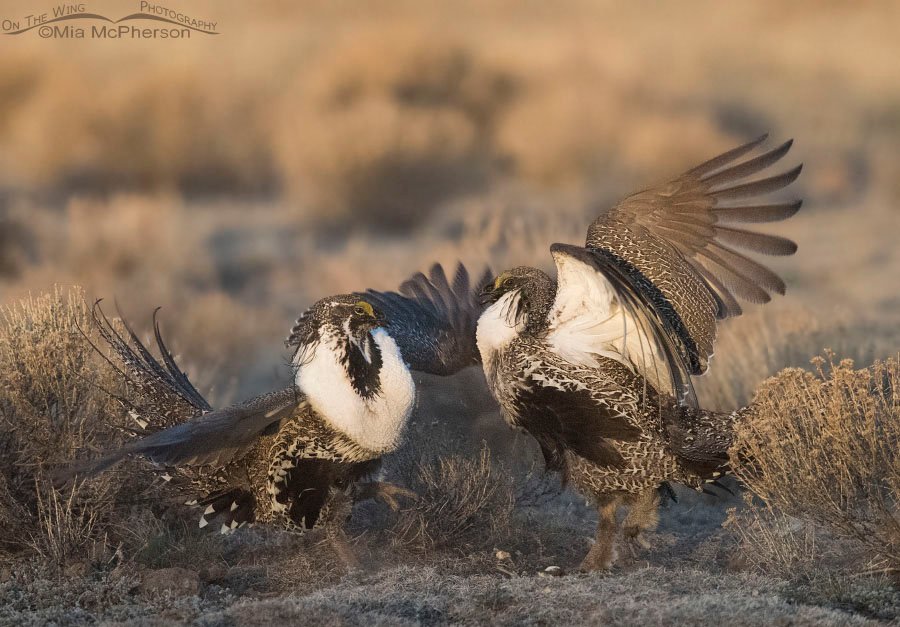 Greater Sage-Grouse males on the lek at sunrise, Wayne County, Utah