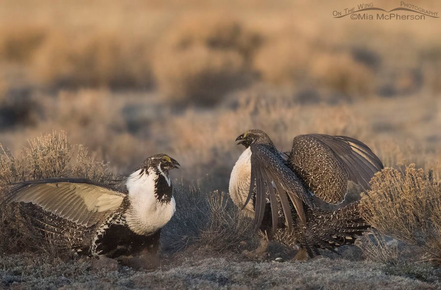 Face off on the Greater Sage-Grouse lek in Wayne County, Utah