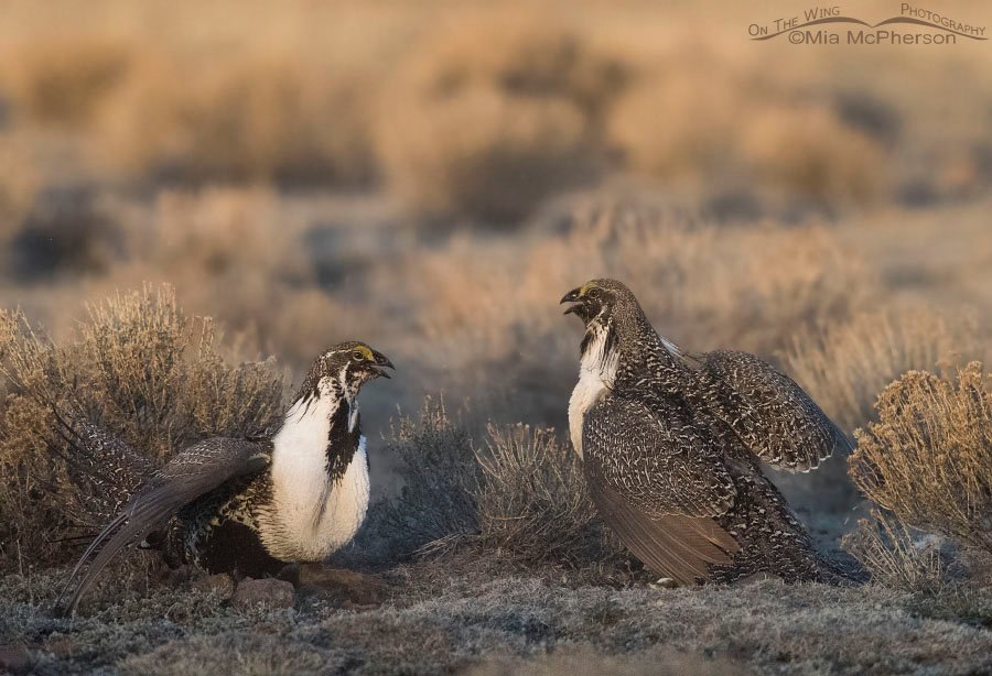 Greater Sage-Grouse as the sun rises over a lek on a cold march morning in Wayne County, Utah