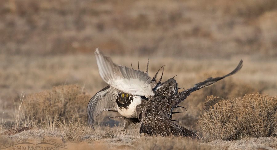 Greater Sage-Grouse battling on a lek in Wayne County, Utah