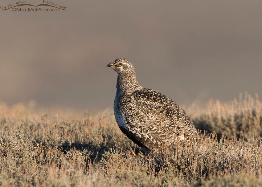 Greater Sage-Grouse on a ridge overlooking a sagebrush steppe in Wayne County, Utah
