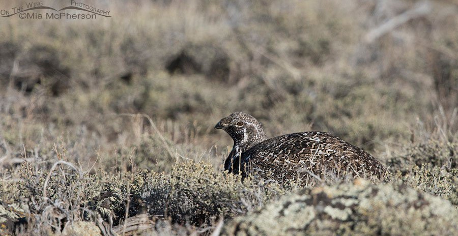 Greater Sage-Grouse blending into high sagebrush steppe habitat, Wayne County, Utah