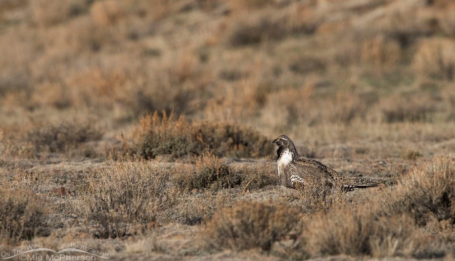 Male Greater Sage-Grouse at the edge of the lek, Wayne County, Utah