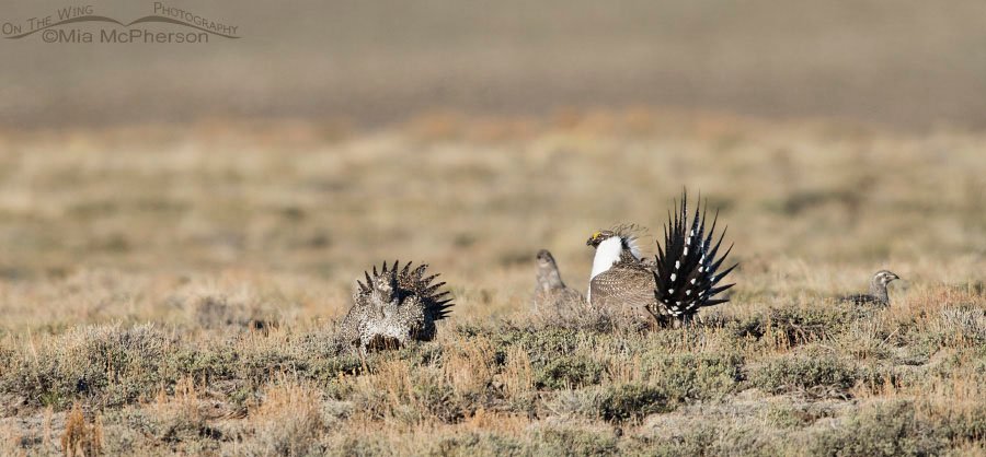 Greater Sage-Grouse on a Utah lek in Wayne County