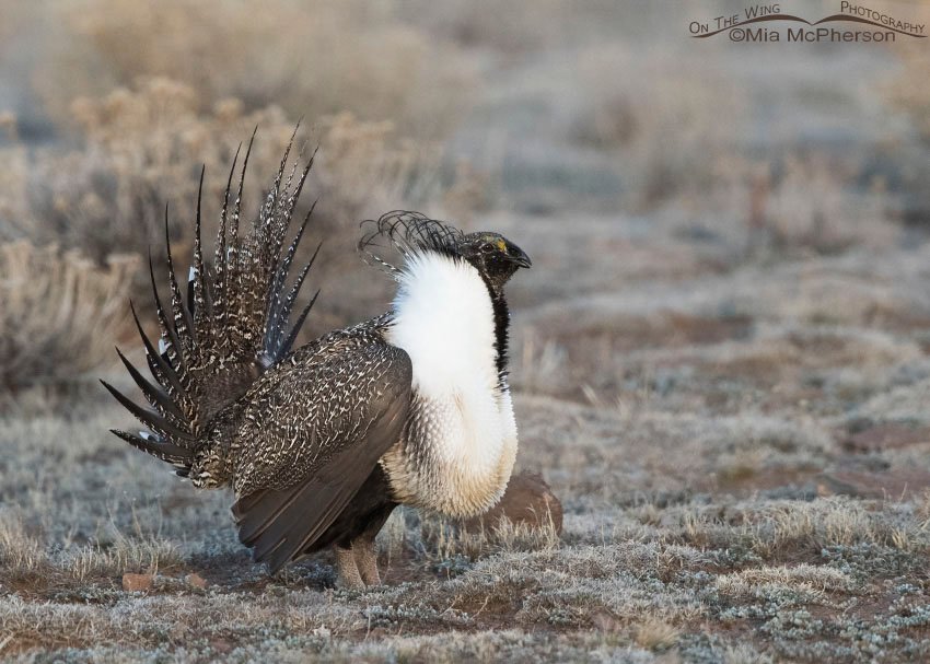 Male Greater Sage-Grouse on a cold March morning in Utah
